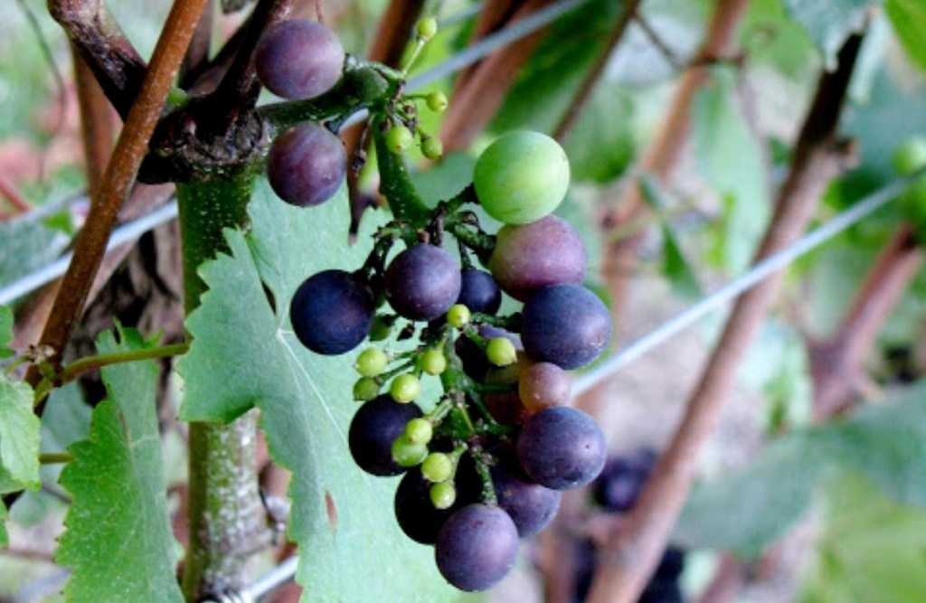 grape cluster on vine in veraison
